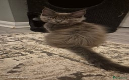 Maine Coon cats for sale: Maine Coon kittens Glasgow  - Image 3