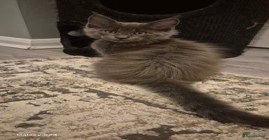 Maine Coon cats - Advert 1