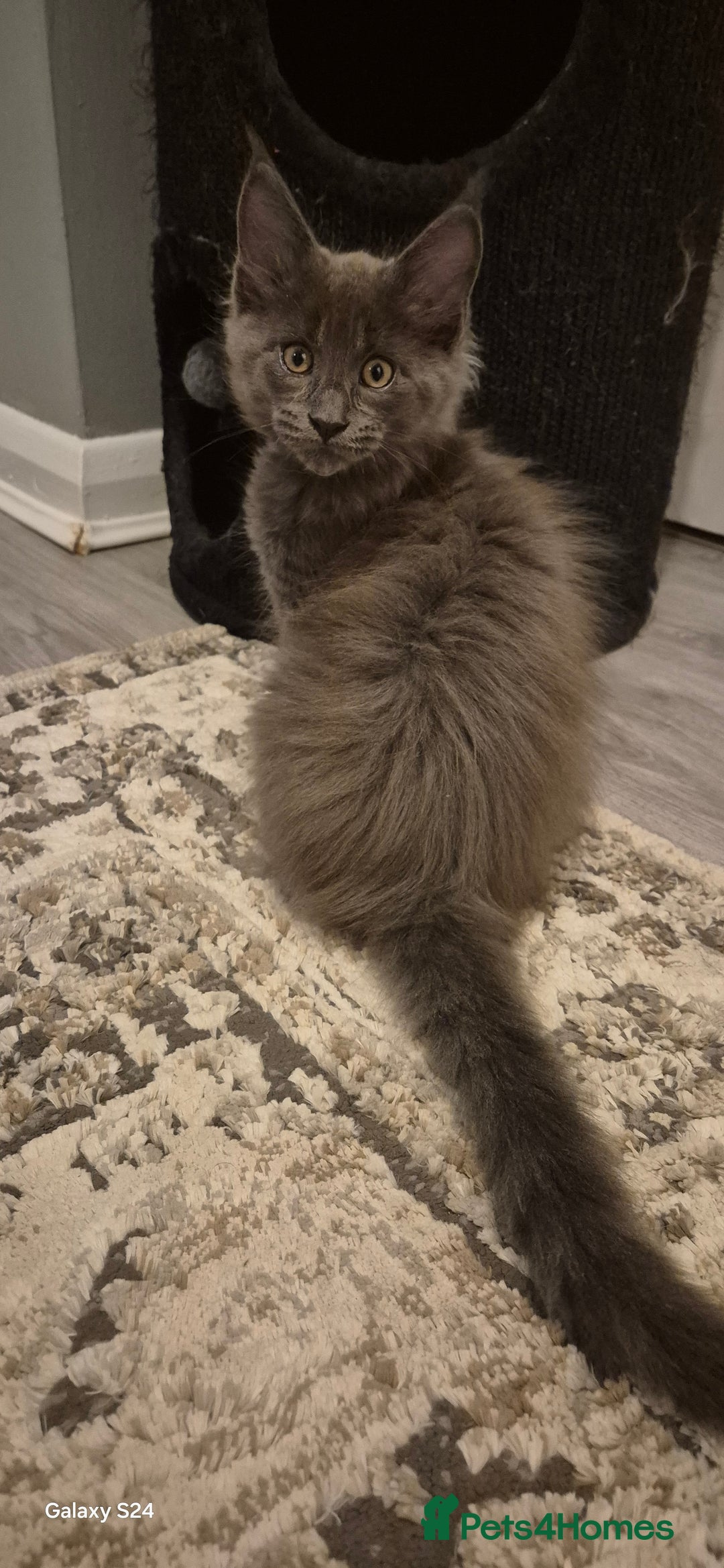 Maine Coon cats for sale: Maine Coon kittens Glasgow  - Image 3
