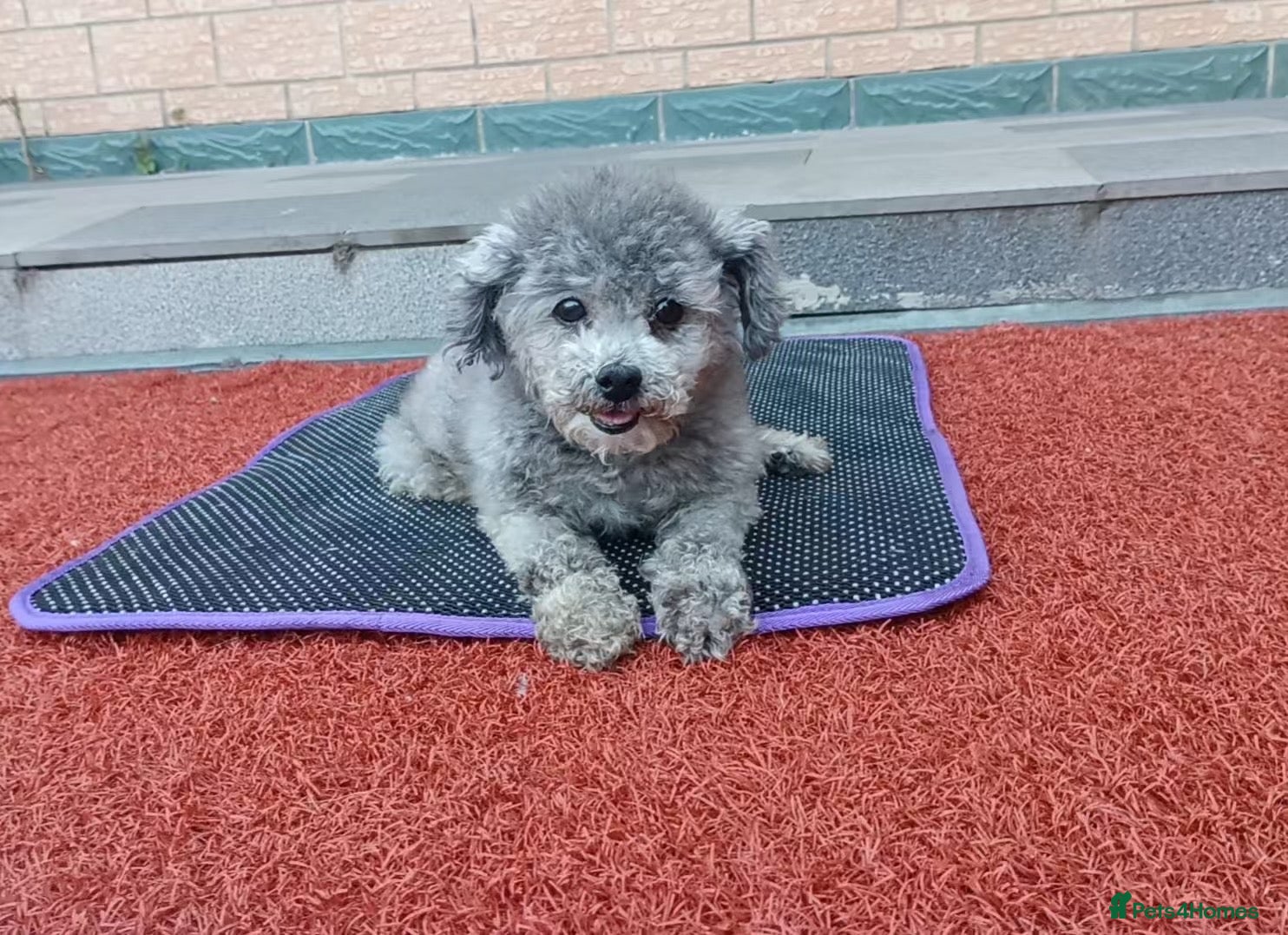 Poodle dogs Ember seeks forever home  - Advert 3