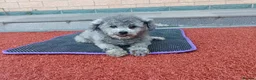Poodle dogs for adoption: Ember seeks forever home  - Advert 1