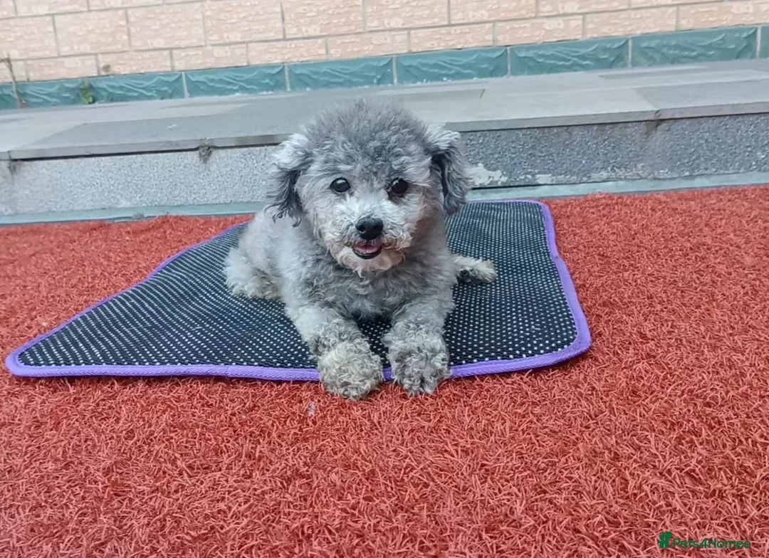 Poodle dogs for adoption: Ember seeks forever home  - Advert 1