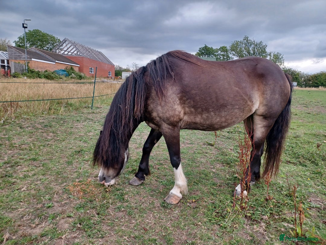 Welsh Section A horses for sale: welsh section A 12hh - Image 7