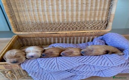 Cockapoo dogs for sale: F1B cockapoo - Advert 3