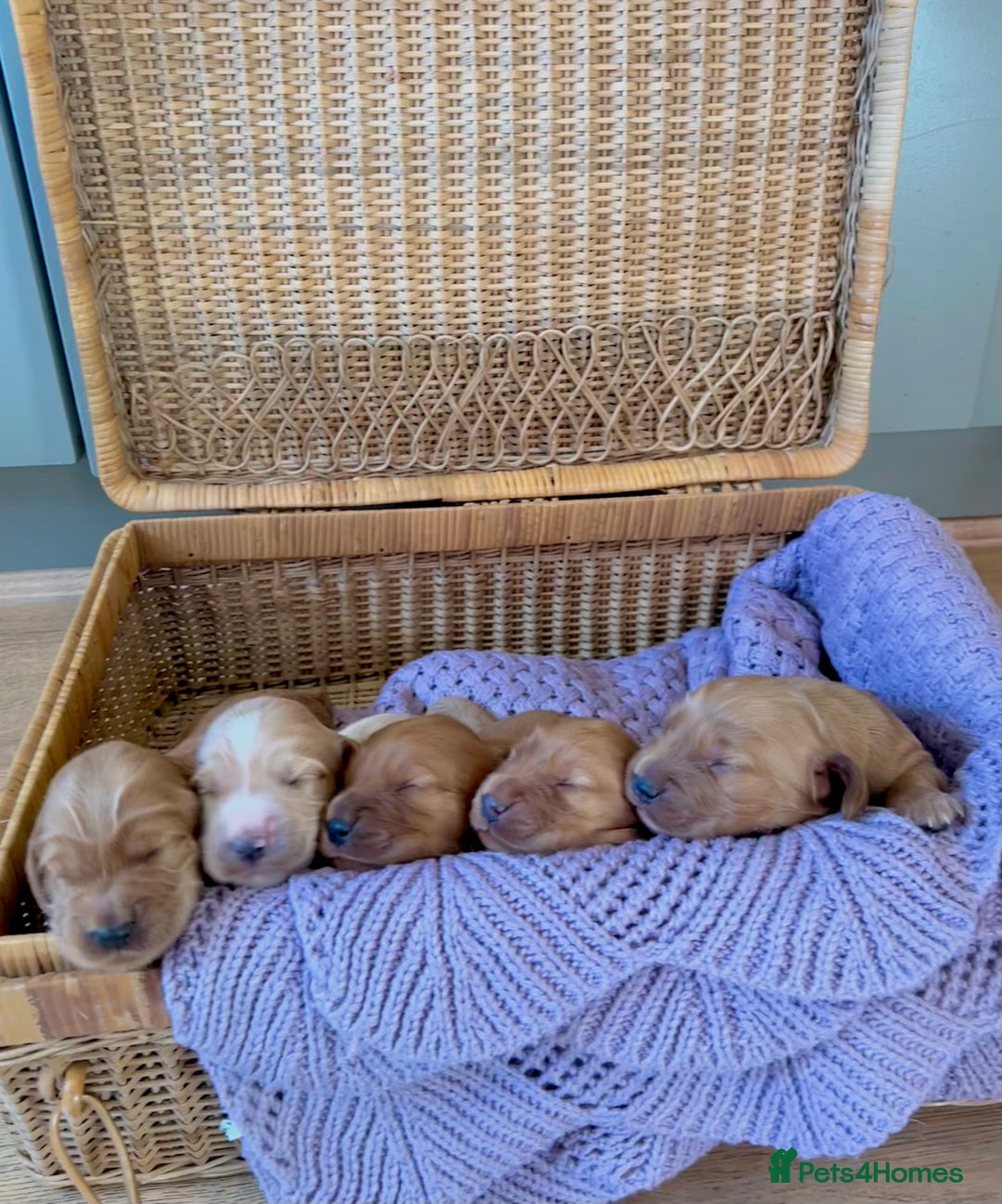 Cockapoo dogs for sale: F1B cockapoo - Advert 3