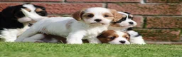 Cavachon dogs for sale: Beautiful Cavachon puppies for sale - Advert 6