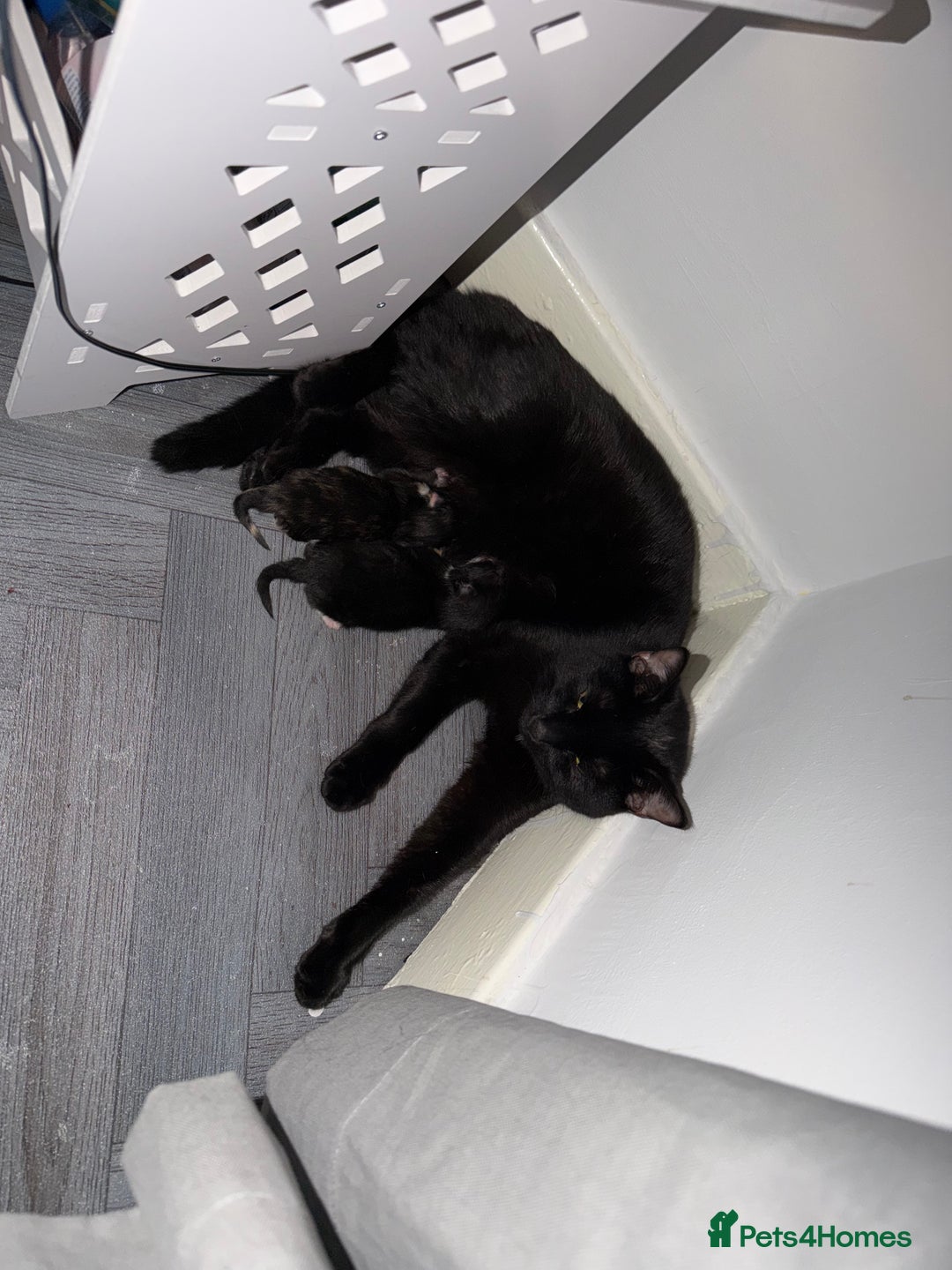 Bombay cats for sale: 1 black boy available  - Advert 4