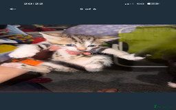 Mixed Breed cats for sale: Kittens for Sale  - Image 5