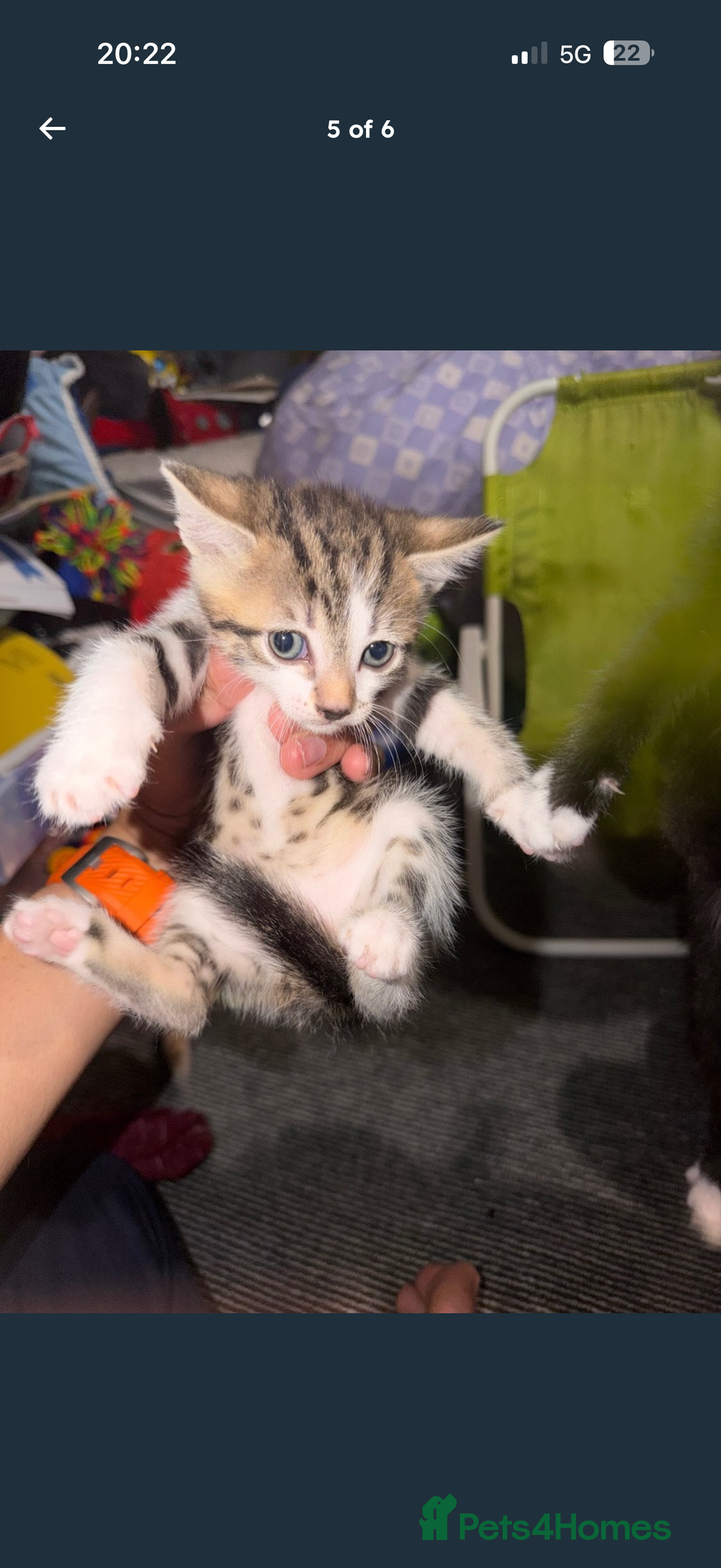 Mixed Breed cats for sale: Kittens for Sale  - Image 5