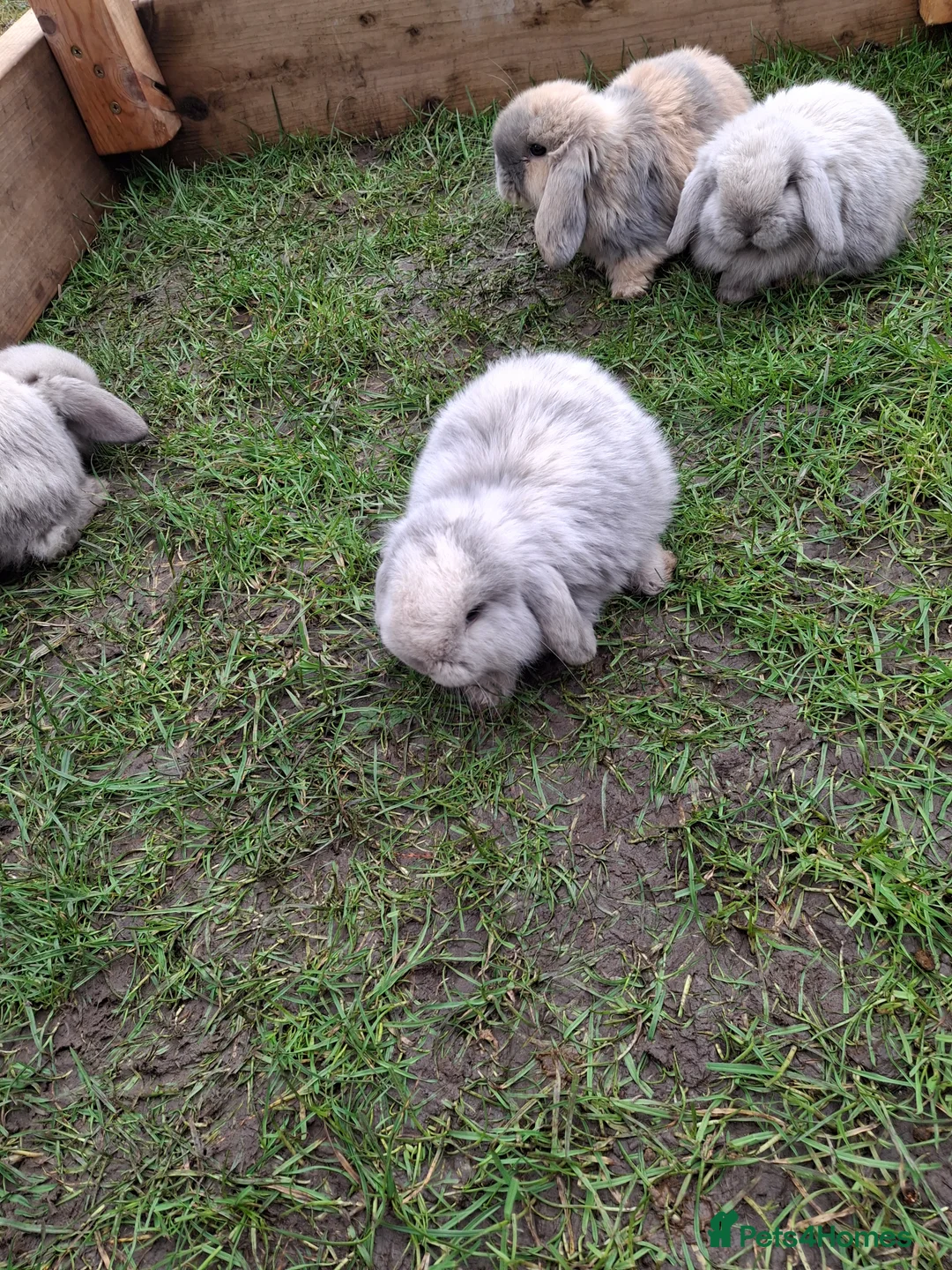 Mini Lop rabbits for sale: Cute Baby Mini Lops in Matlock - Advert 9