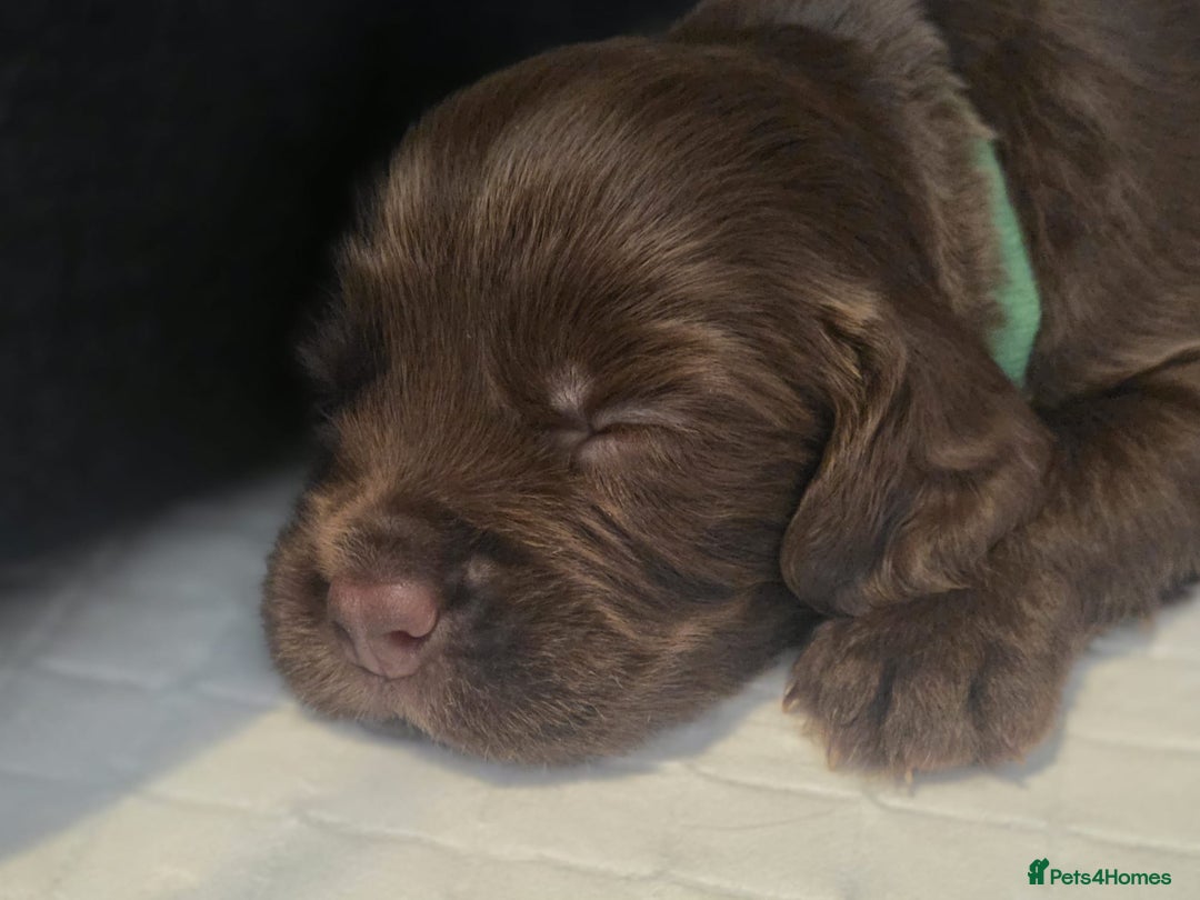 Sprocker dogs for sale: Chocolate & White Sprockers - ALL RESERVED - Image 4