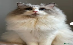 Ragdoll cats for sale: Ragdoll Kittens  - Image 9