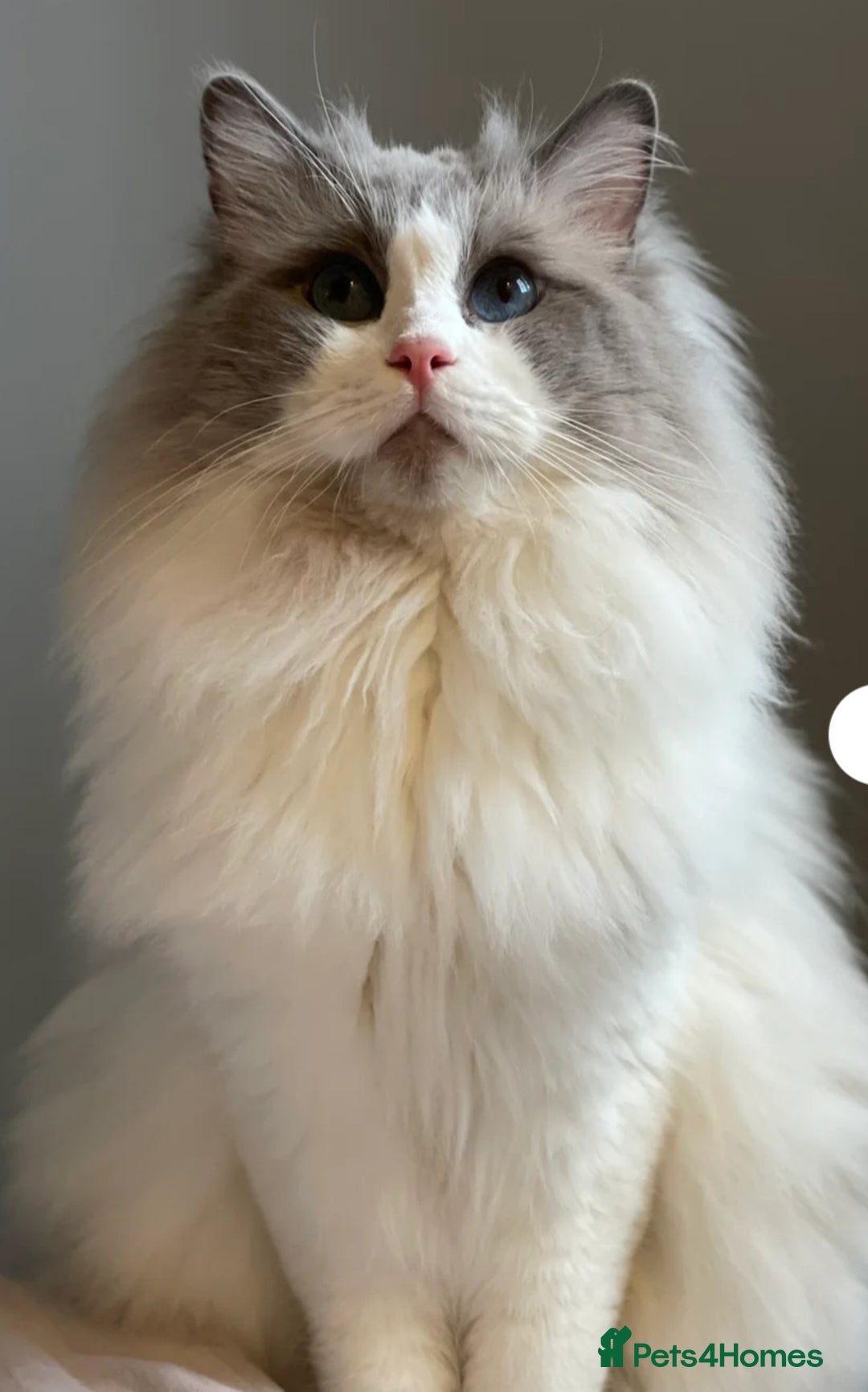 Ragdoll cats for sale: Ragdoll Kittens  - Image 9