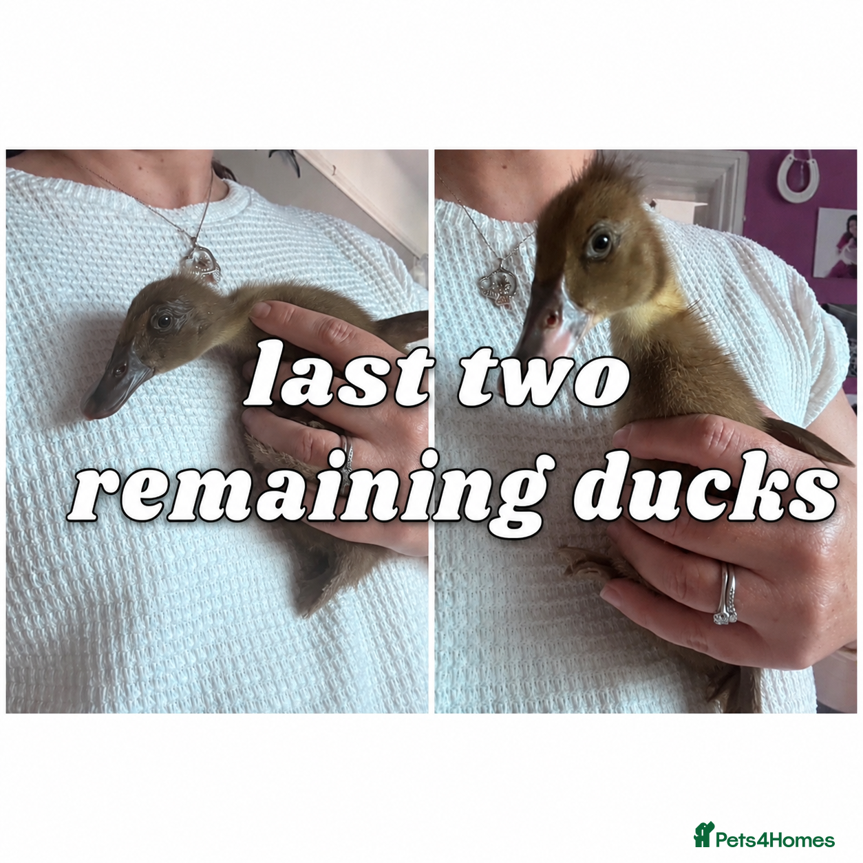 Ducks poultry Baby runner duck  - Advert 15