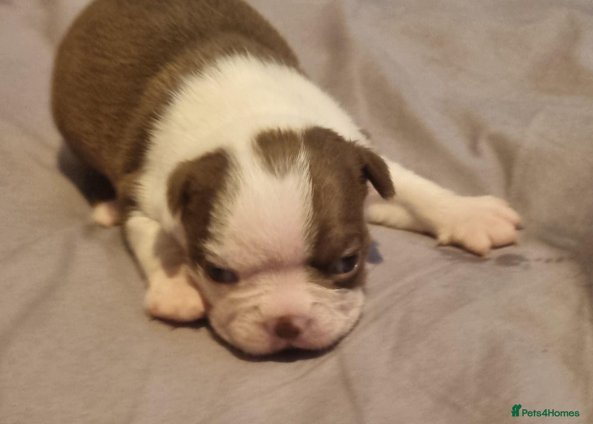 Boston Terrier dogs Kc Boston Terriers Exceptional puppies - Advert 13