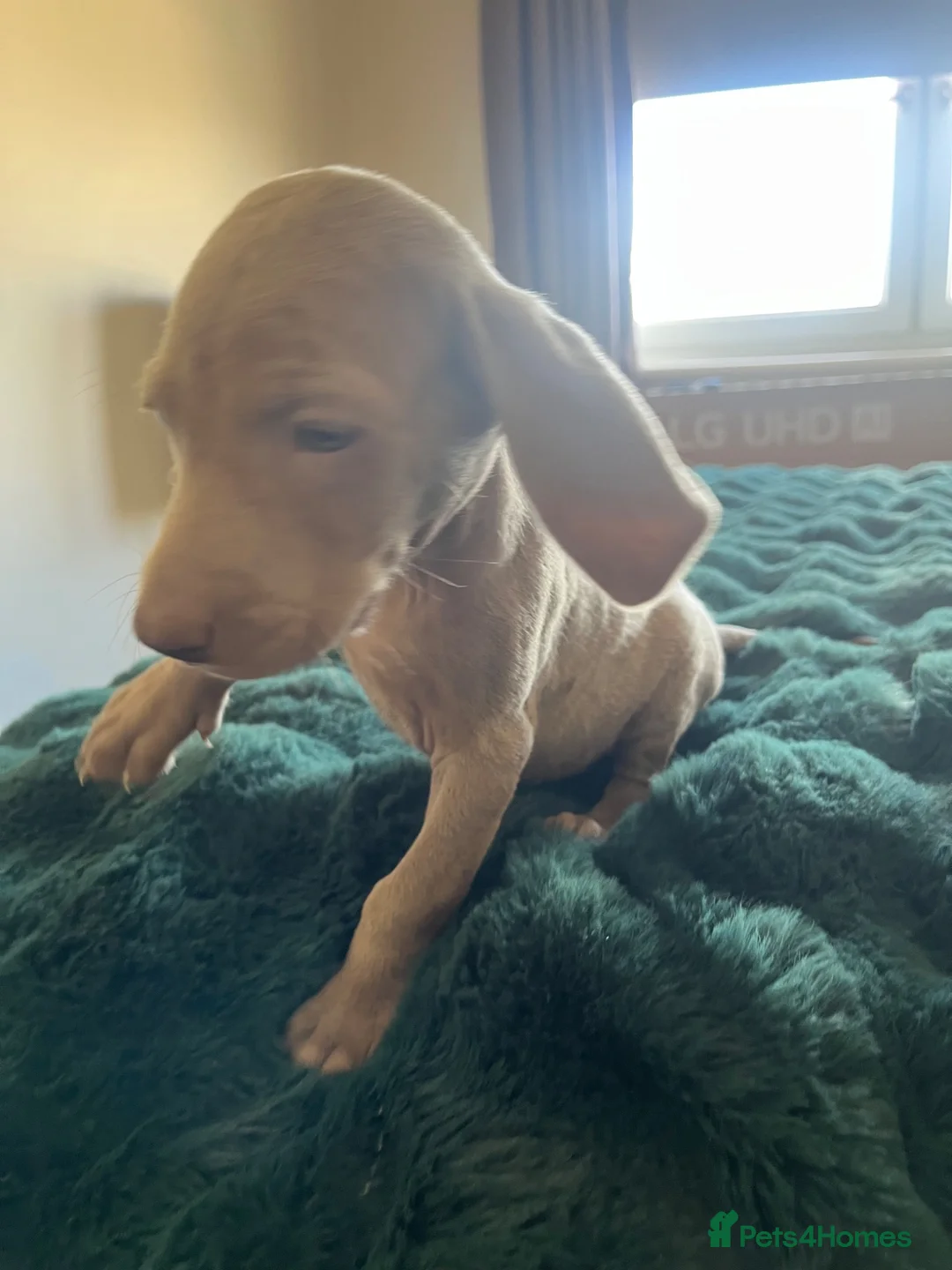 Weimaraner dogs for sale: Weimaraner pups, kc reg , 7 boys , 2 girls - Advert 24