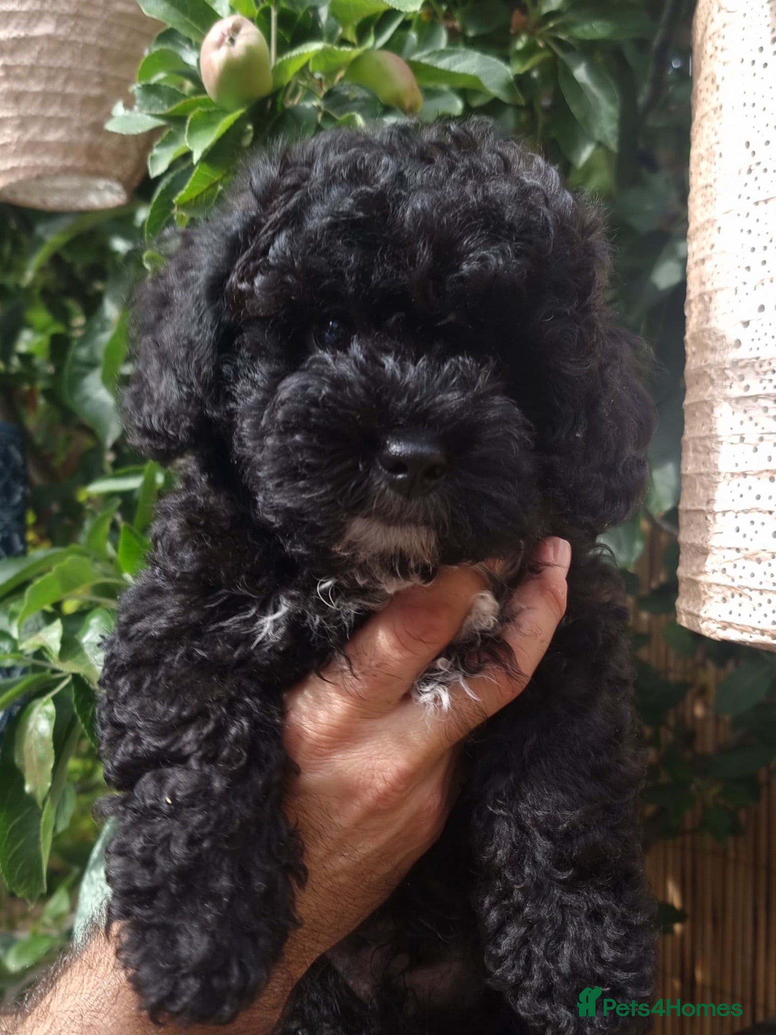 Shihpoo dogs ❤️ Stunning Shihpoo’s 🐶 ❤️ - Advert 1