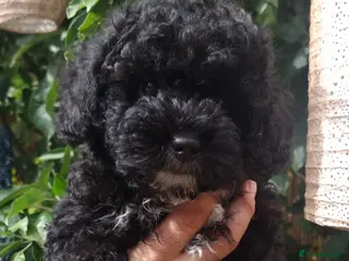 Shihpoo dogs ❤️ Stunning Shihpoo’s 🐶 ❤️ - Advert 1