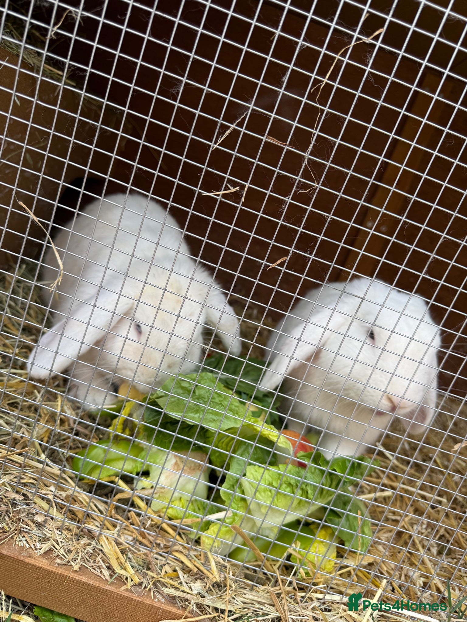 English Lop rabbits White lops and kits  - Advert 4