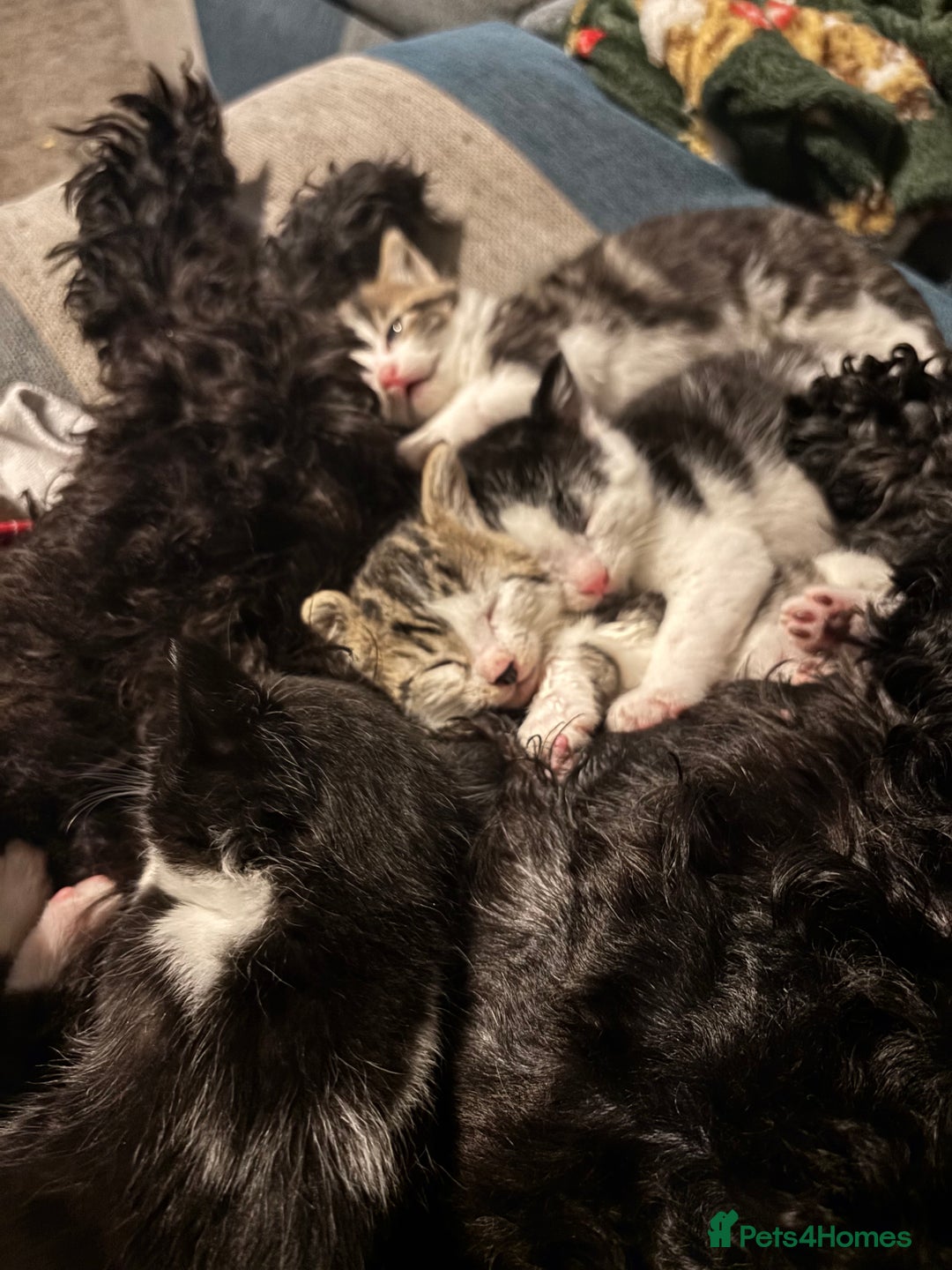 British Shorthair cats for sale: Four hand reared kittens Please read the info - Advert 17