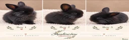Mini Lion Lop rabbits for sale: 3 for £120 - Adorable fluffy Mini Lion Lop Boys  - Advert 1