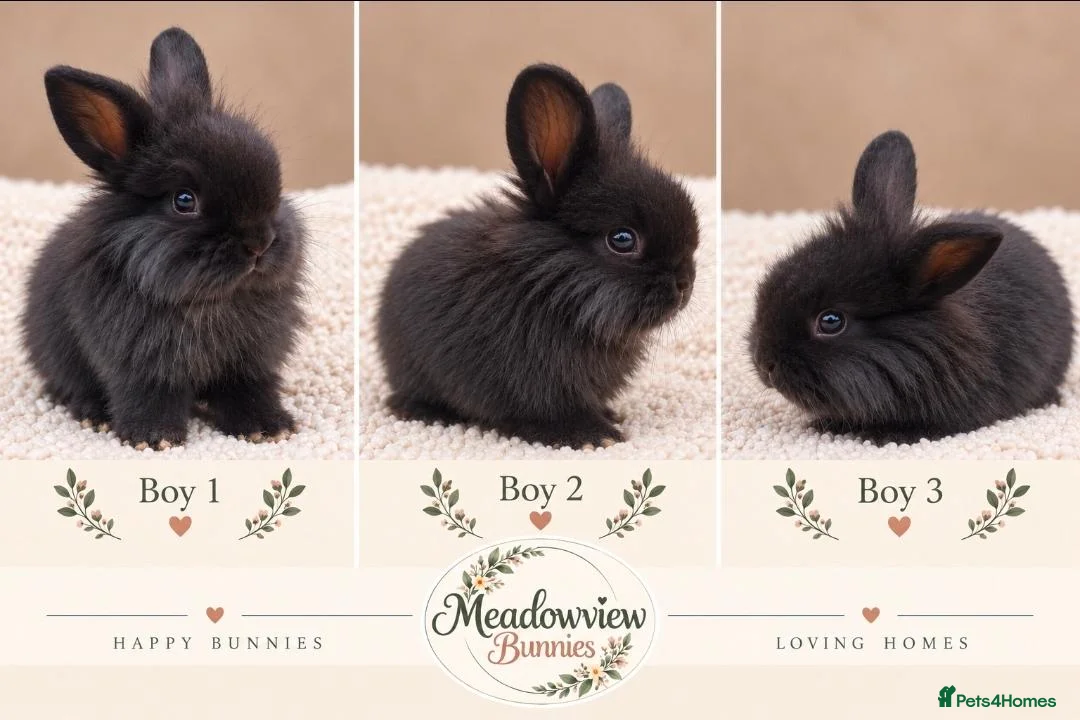 Mini Lion Lop rabbits for sale: 3 for £120 - Adorable fluffy Mini Lion Lop Boys  - Advert 1