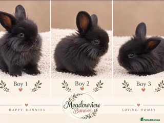 Mini Lion Lop rabbits Gorgeous Mini Lion Lop Boys – Ready 17 October - Advert 2