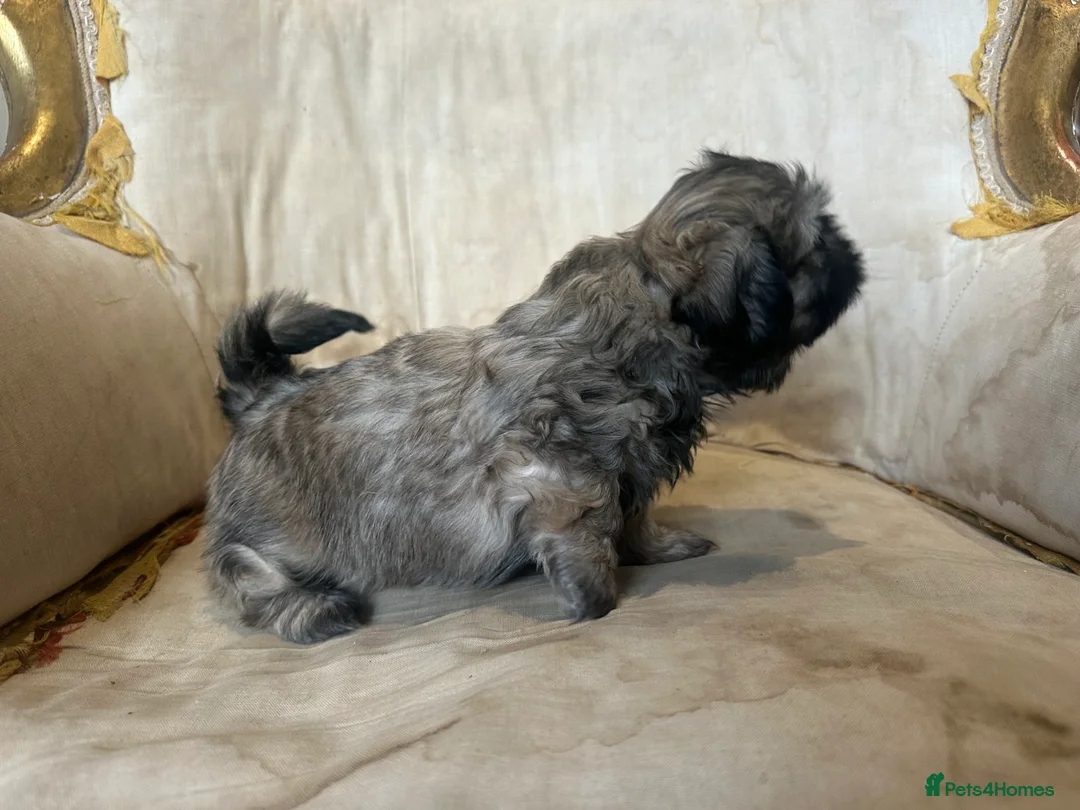 Shih Tzu dogs for sale: Shih Tzu Beauties, Imperial lines - Advert 27