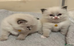 Ragdoll cats for sale: Fluffy, Gentle, Cuddly, Affectionate Kittens - Image 7