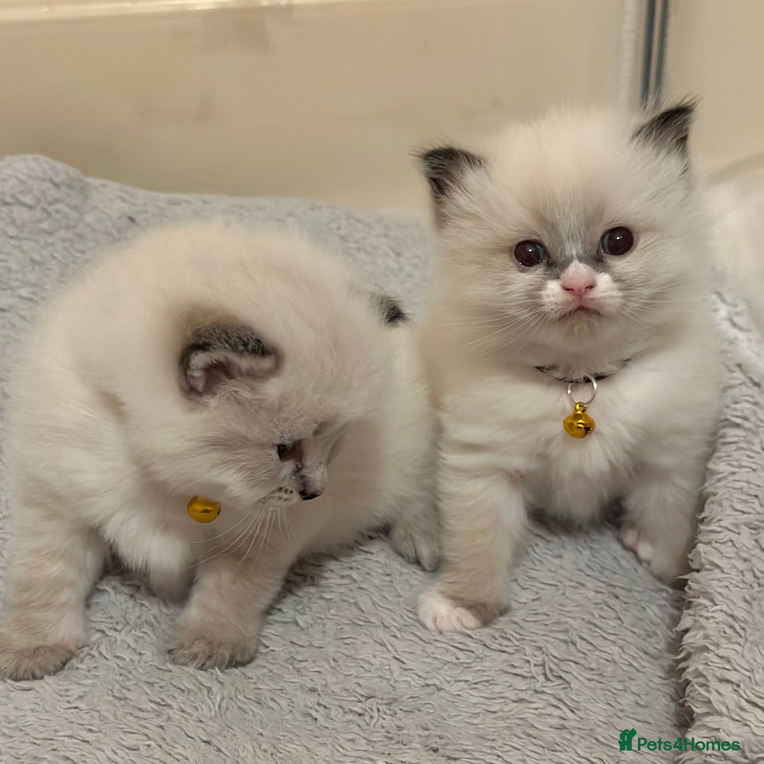 Ragdoll cats for sale: Fluffy, Gentle, Cuddly, Affectionate Kittens - Image 7