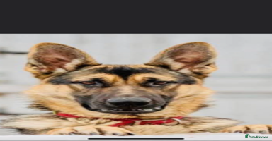Mixed Breed dogs - Advert 2