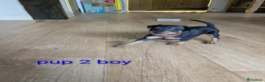 Miniature Pinscher 2