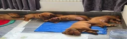 Dogue De Bordeaux dogs for sale: Exceptional KC Dogue de Bordeaux Puppies - Advert 1