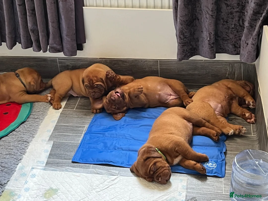 Dogue De Bordeaux dogs for sale: Exceptional KC Dogue de Bordeaux Puppies - Advert 1