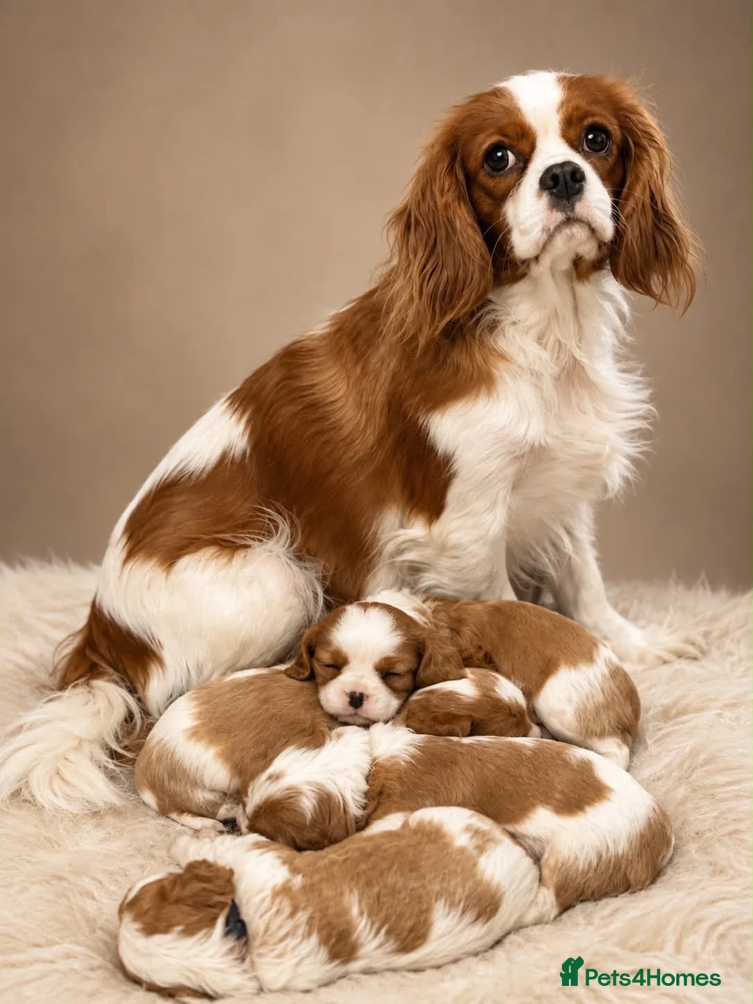 Cavalier King Charles Spaniel dogs for sale: King Cavalier Spaniels  - Advert 1