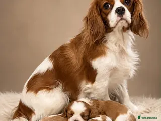 Cavalier King Charles Spaniel dogs King Cavalier Spaniels - Advert 1
