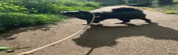Mixed Breed dogs for adoption: Trev for adoption 4 years old  - Advert 8