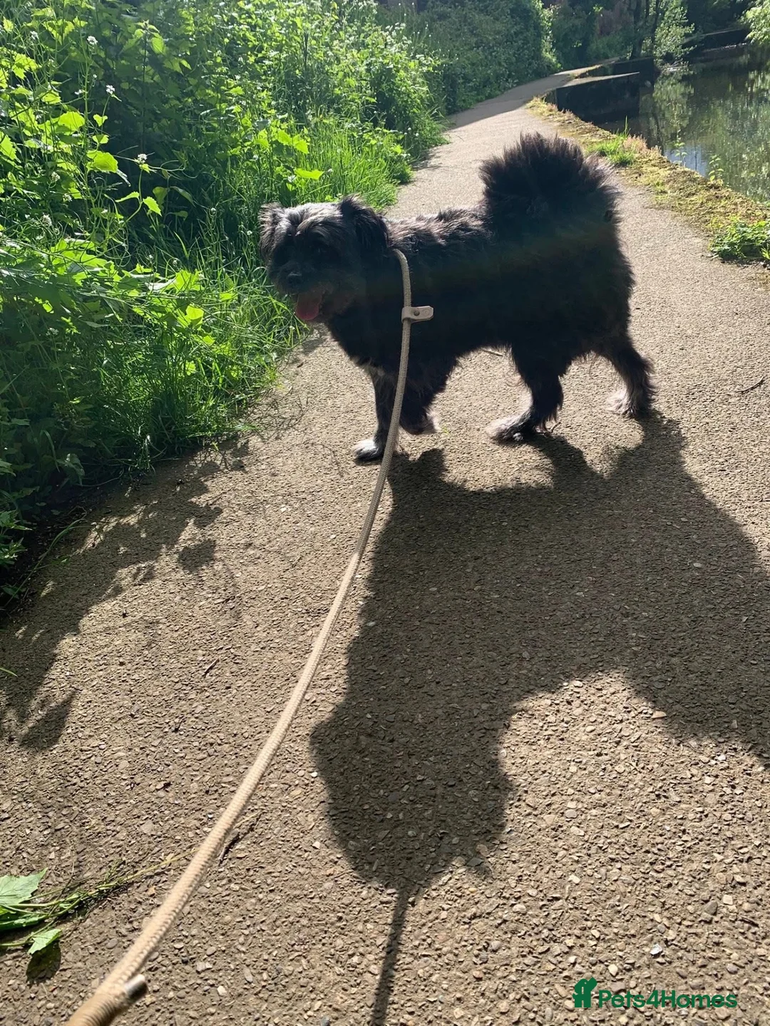 Mixed Breed dogs for adoption: Trev for adoption 4 years old  - Advert 8