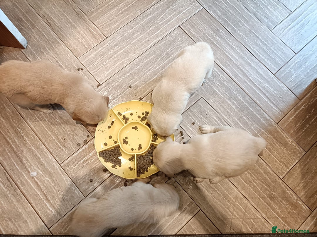 Golden Retriever dogs for sale: Amazing puppies  - Advert 8