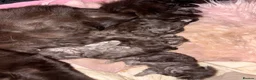 Maine Coon cats for sale: Beautiful main coon kittens  - Advert 6