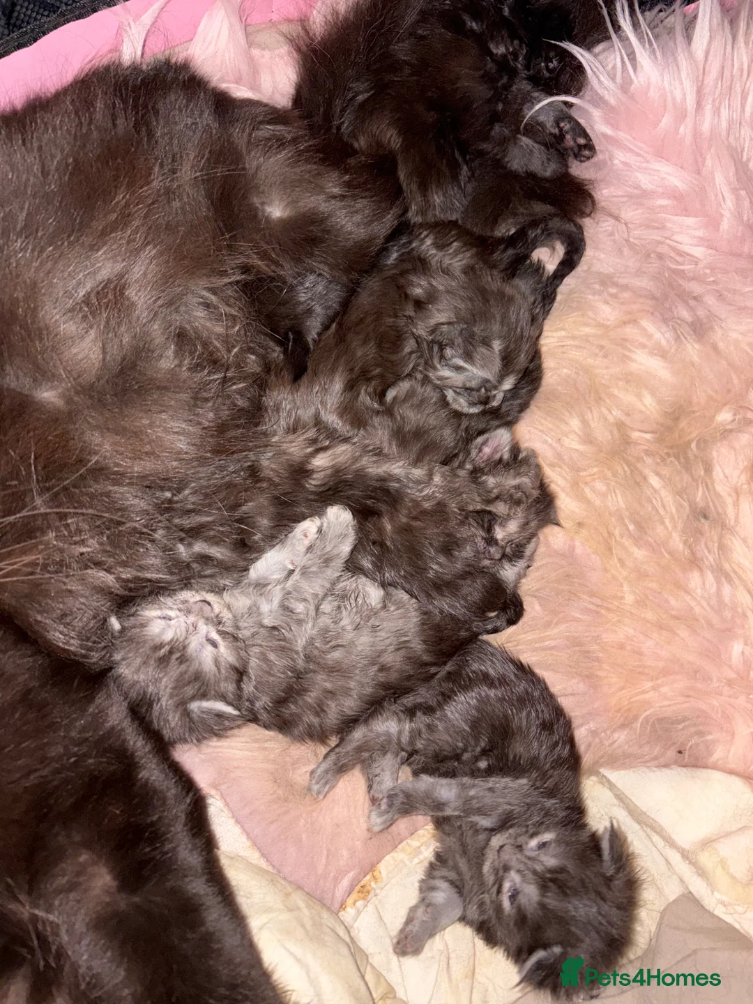 Maine Coon cats for sale: Beautiful main coon kittens  - Advert 6