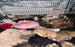 Mixed Breed dogs for sale: Bullsky puppies  - Advert 26