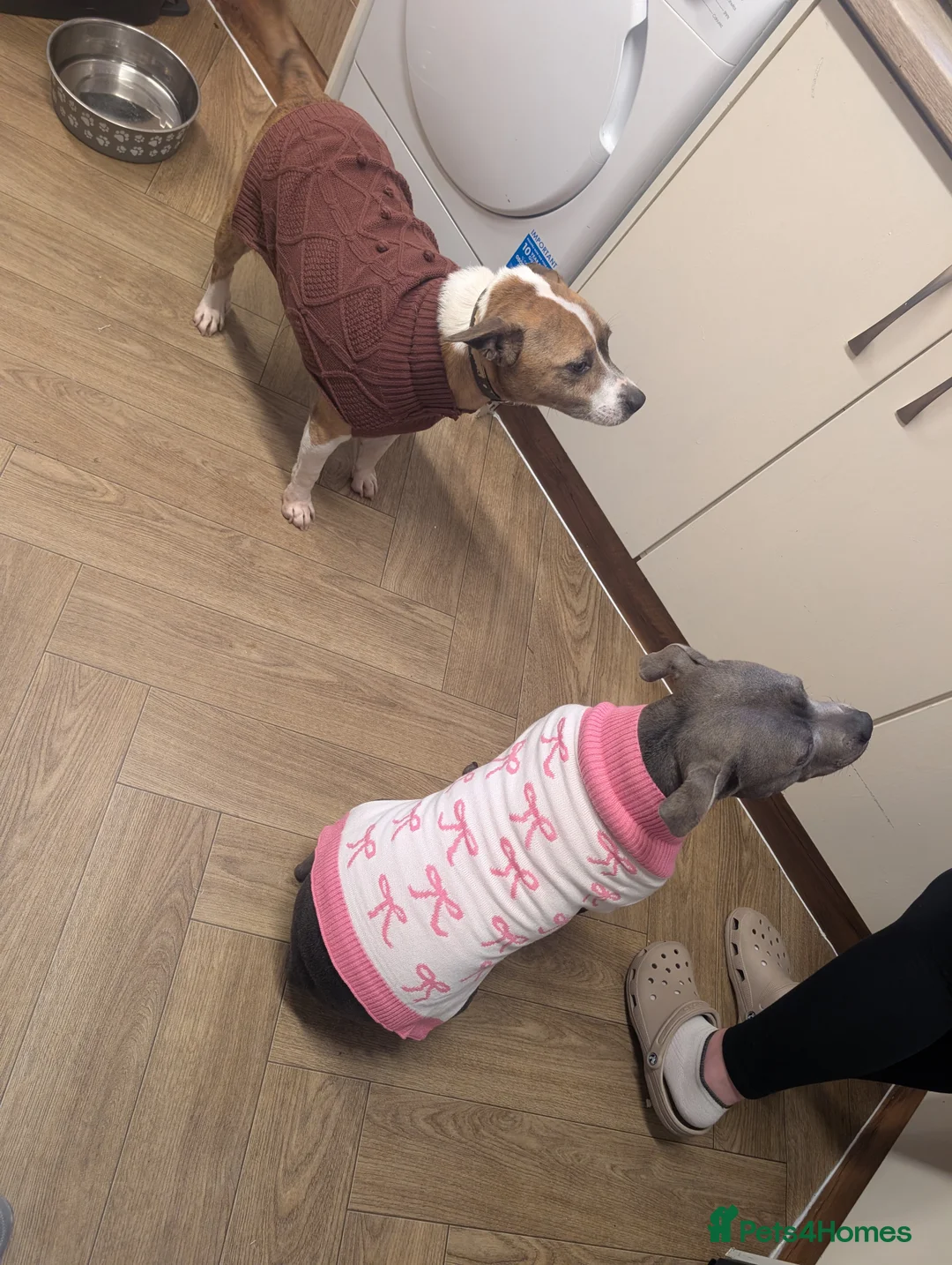 Mixed Breed dogs for sale: Tyson Looking For Home - Advert 2