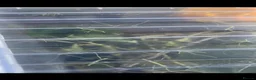 Stick Insects invertebrates for sale: Pink Winged Stick Insect Sipyloidea sipylus  - Advert 3