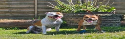 Staffordshire Bull Terrier dogs for stud: KC Registered Red Pied Stud  - Advert 10