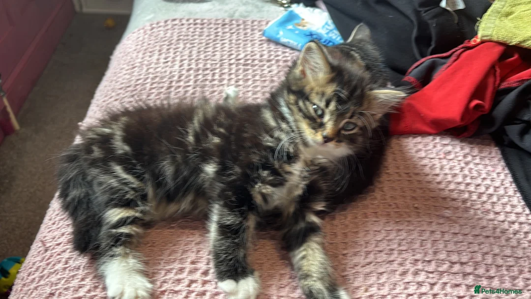 Mixed Breed cats for sale: 2 kittens for a loving home - Advert 11