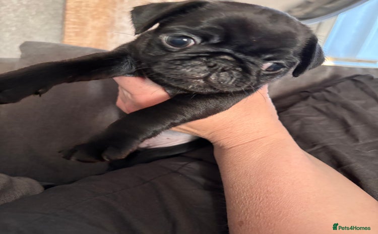 Pug dogs - Advert 1