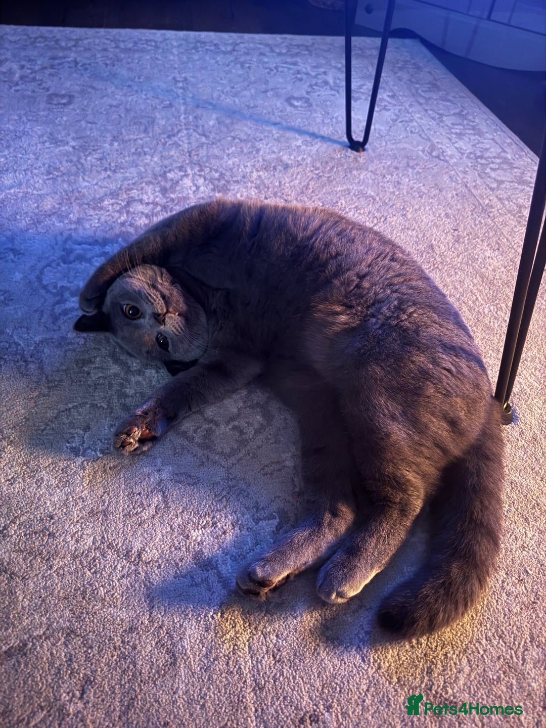 British Shorthair cats for sale: British Shorthair Male — experience needed! - Advert 14