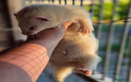 Ferret rodents for sale: ferret kits hobs and jills for sale - Image 16