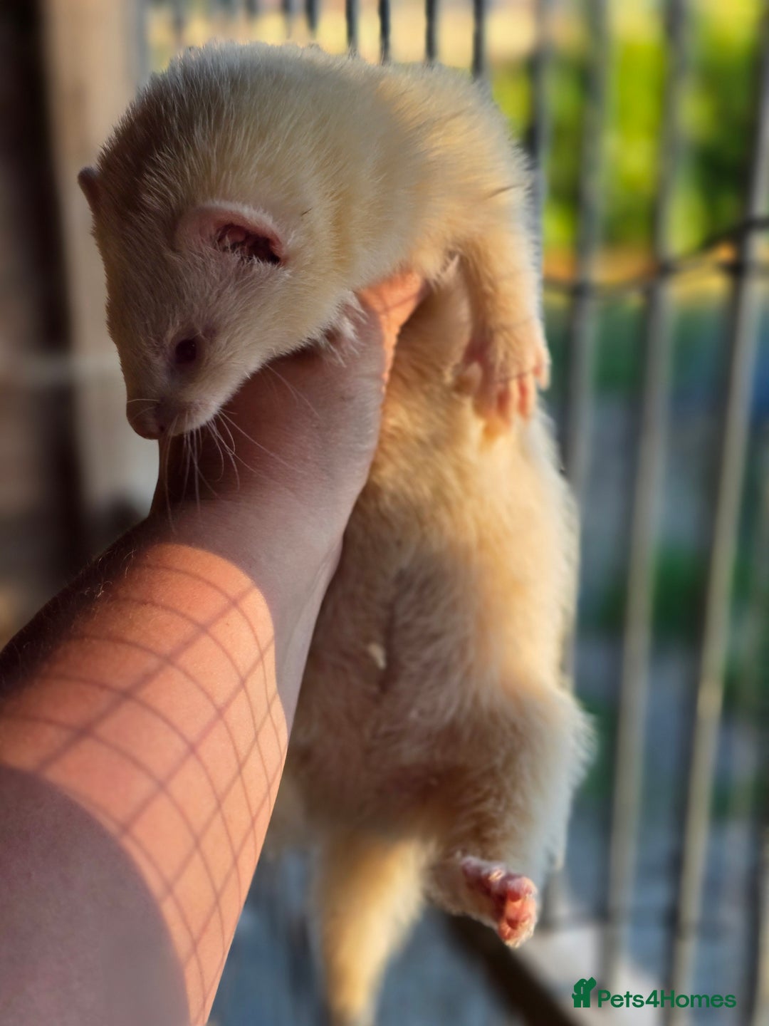 Ferret rodents for sale: ferret kits hobs and jills for sale - Image 16